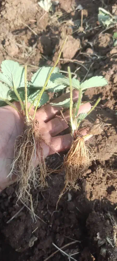 نشاء توت فرنگی از کردستان در ارقام مختلف|خدمات باغبانی و درختکاری|یزد, |دیوار
