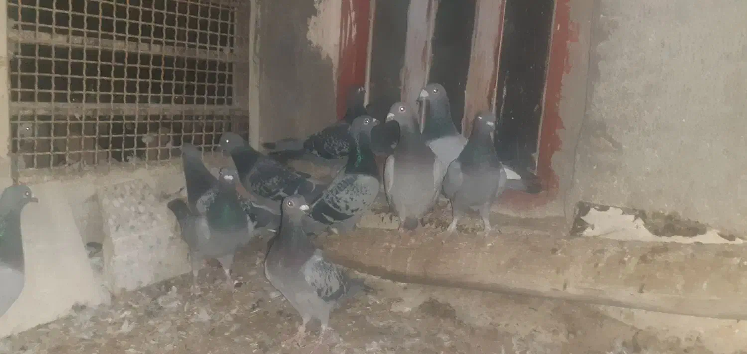 کبوتر پلاکی|پرنده|مبارکه, |دیوار