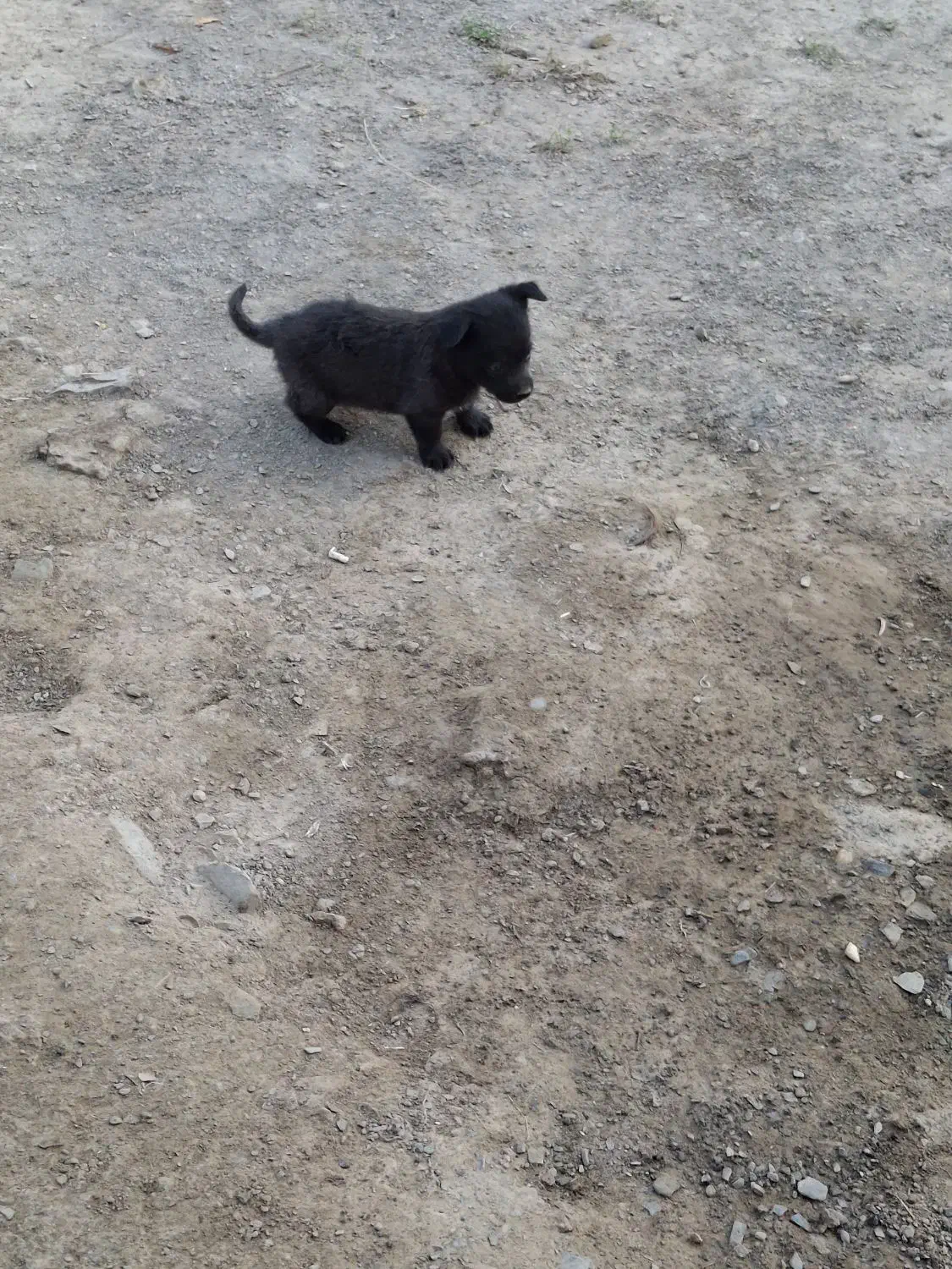 پا کوتاه|سگ|خنداب, |دیوار