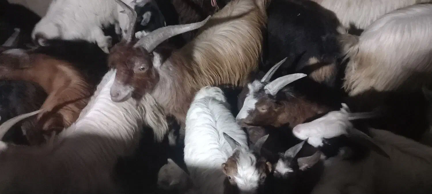 بز نر ماده|حیوانات مزرعه|خان ببین, |دیوار