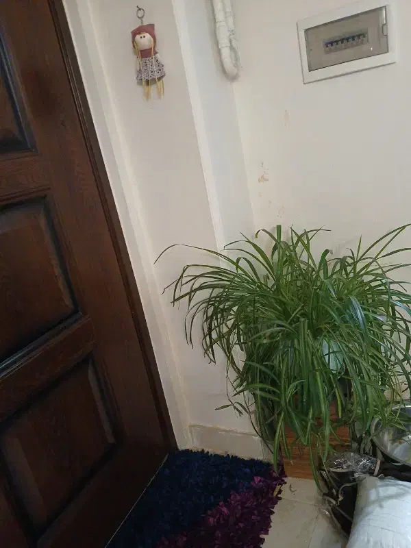 گندمی سایز بزرگ مناسب سالن ها و املاک|گل و گیاه طبیعی|تبریز, |دیوار