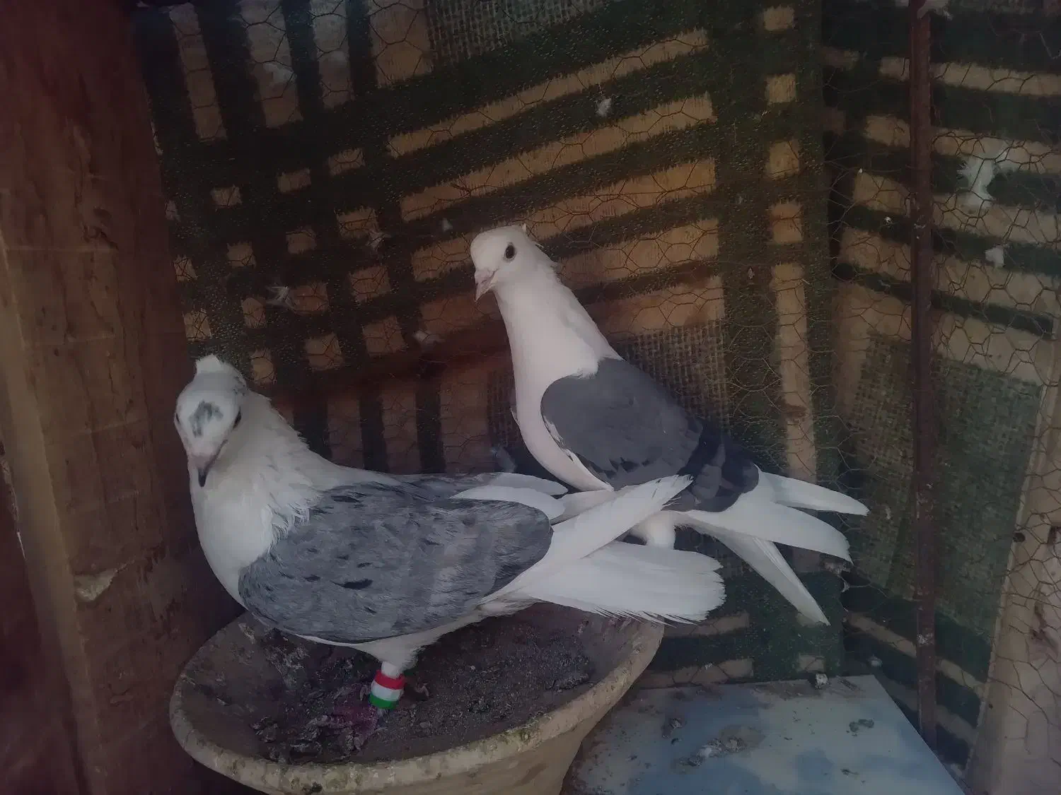 کفتر نقش|پرنده|زارچ, |دیوار