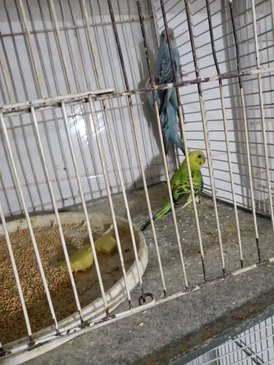 مرغ عشق|پرنده|تربت جام, معدآباد|دیوار