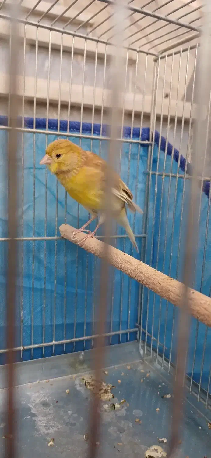 قناری ماده|پرنده|ساوه, |دیوار