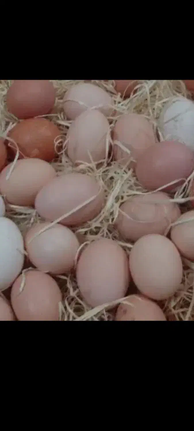 تخم مرغ محلی|خوردنی و آشامیدنی|تهران, میدان میوه و تره‌بار مرکزی|دیوار