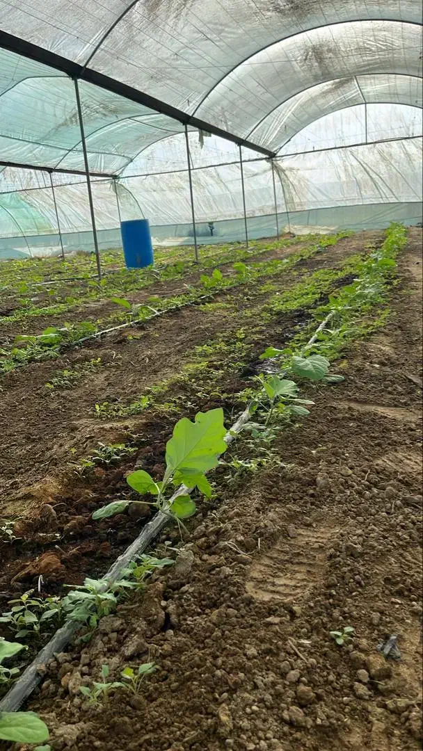 نیازمند کارگر گلخانه|خدمات باغبانی و درختکاری|ایرانشهر, |دیوار