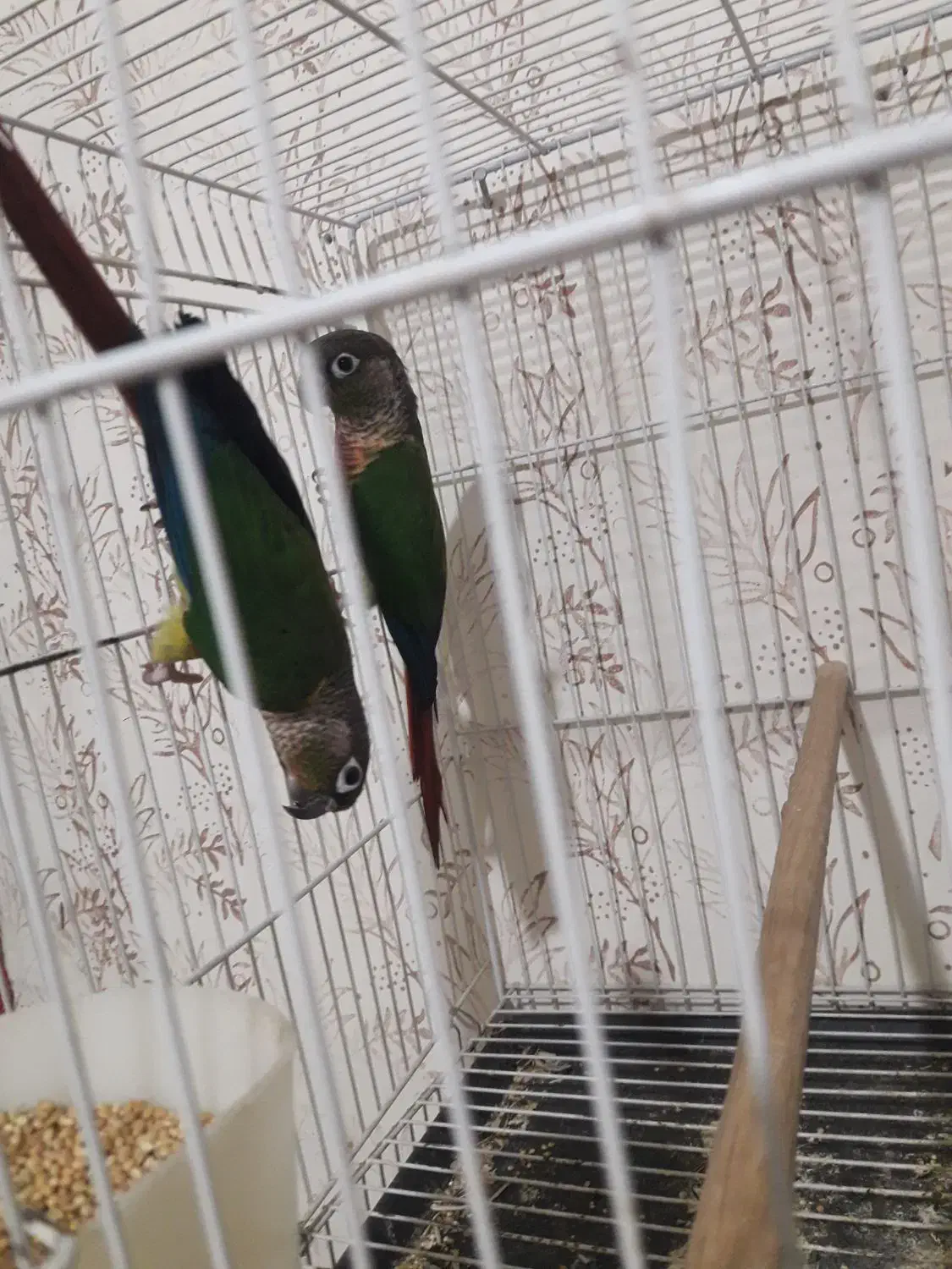 جفت کوتوله و گرینچیک مولد|پرنده|مشهد, مهدی آباد (بلوار توس)|دیوار