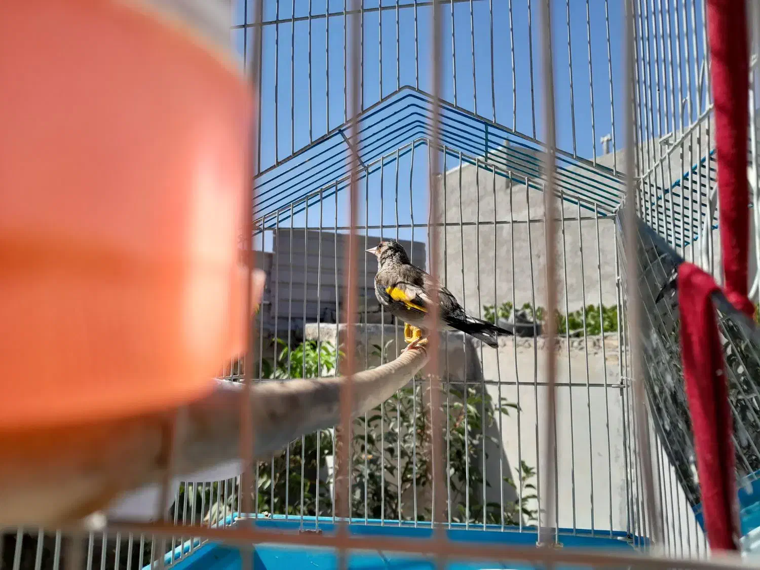 سهره|پرنده|شیروان (خراسان), |دیوار