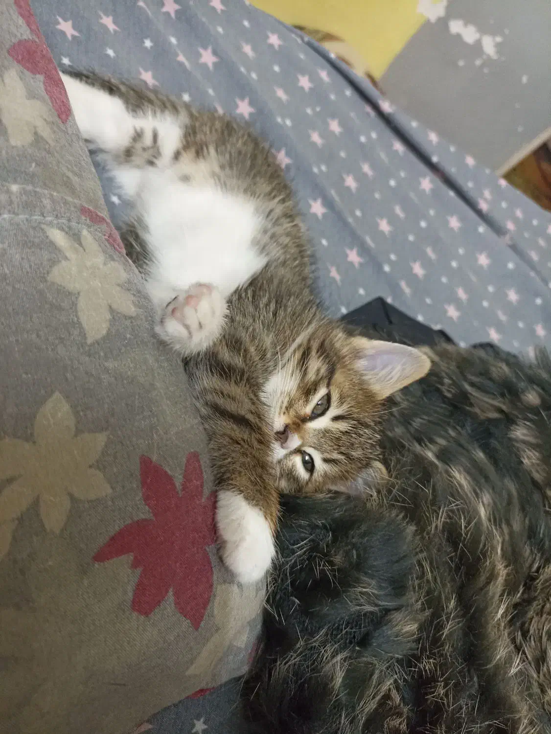 واگذاری گربه|گربه|میبد, |دیوار