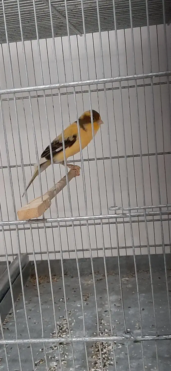 قناری نر و ماده اماده|پرنده|قدس, شهرقدس|دیوار