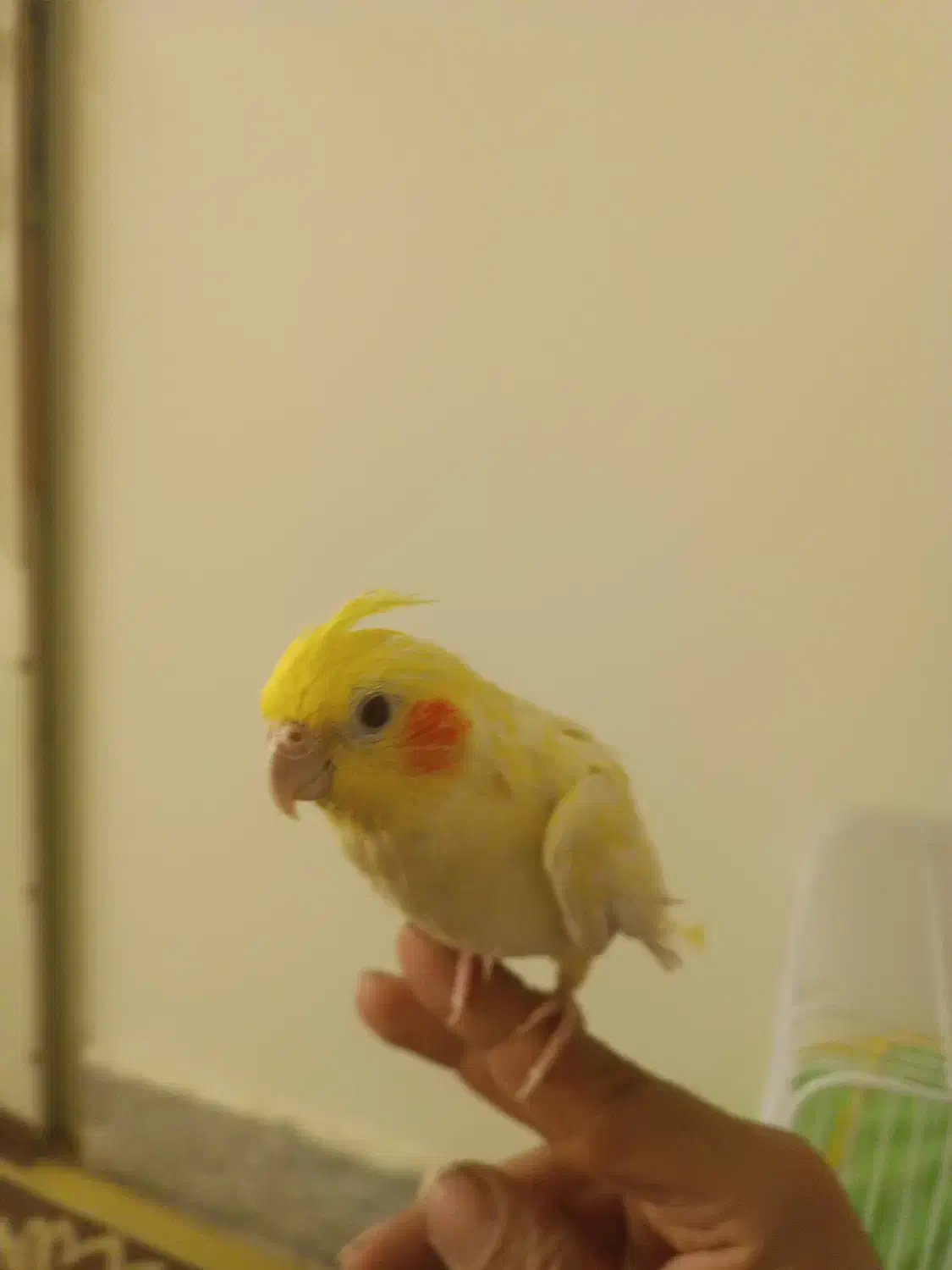 یه عدد عروس هلندی|پرنده|اصفهان, بهارستان|دیوار