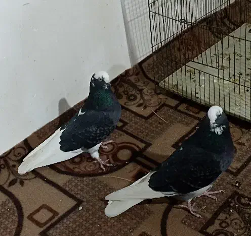 کبوتر|پرنده|چهاربرج, |دیوار