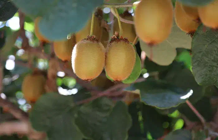 استخدام زوج جوان جهت کار در باغ مازندران|استخدام سرایداری و نظافت|عباس‌آباد, |دیوار