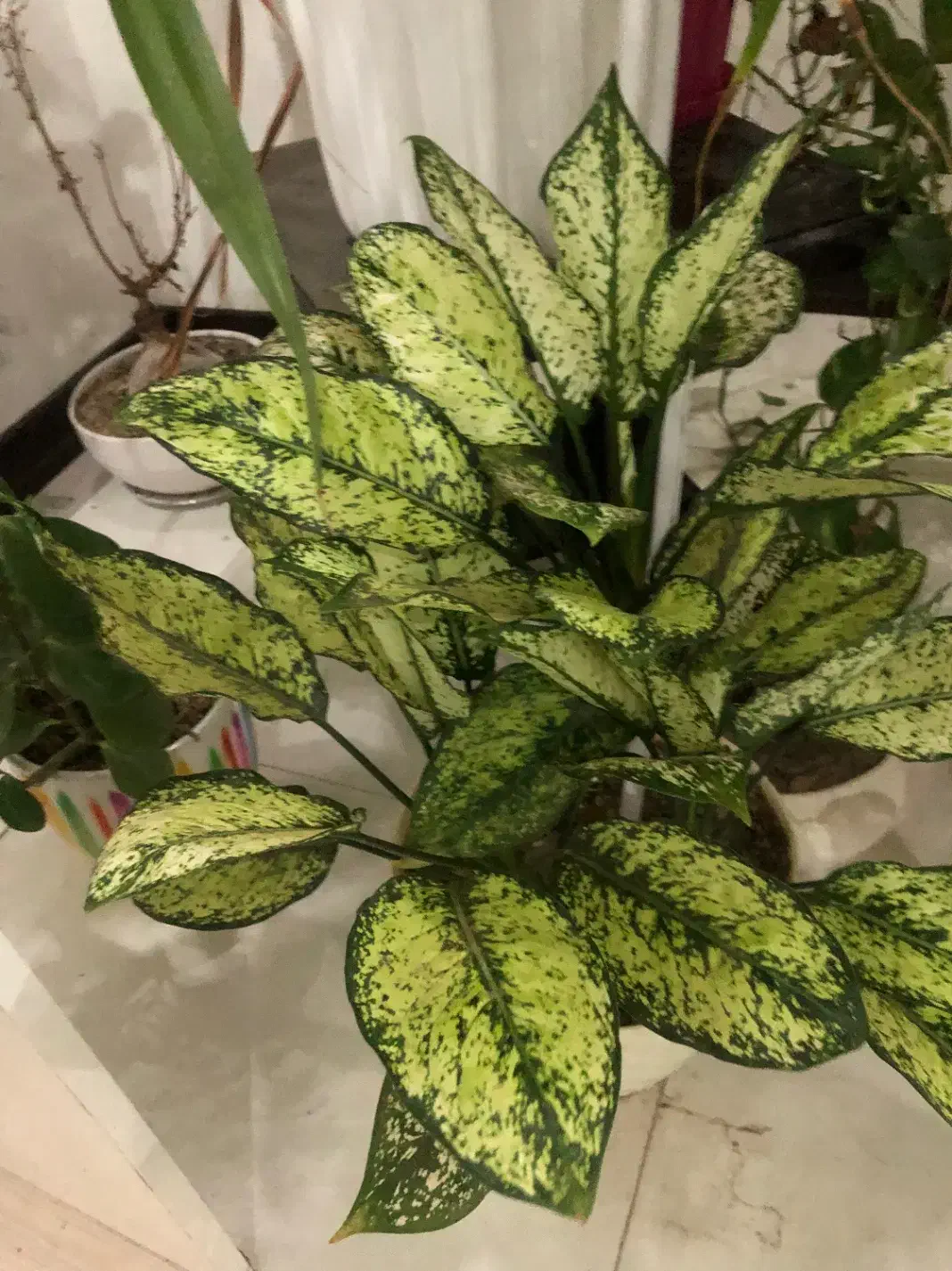 مجموعه گل زیبا|گل و گیاه طبیعی|اندیشه, شهرک مریم|دیوار