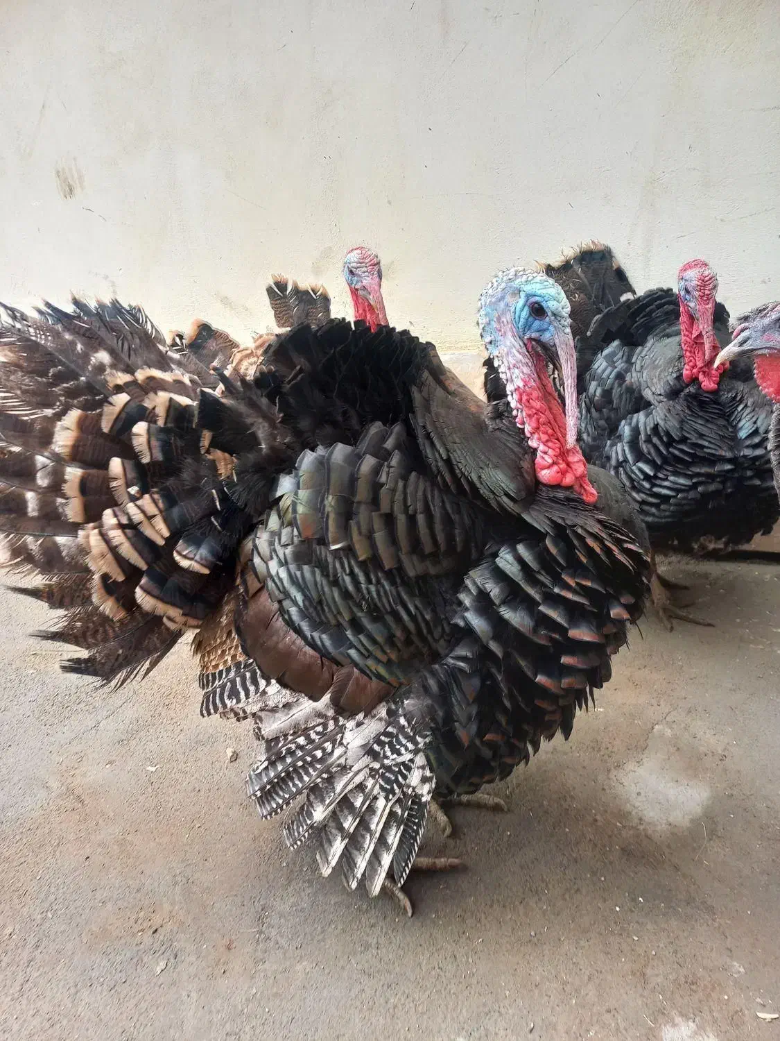 پرورش بوقلمون و جوجه بوقلمون و بوقلمون گوشتی|حیوانات مزرعه|تهران, آزادشهر|دیوار