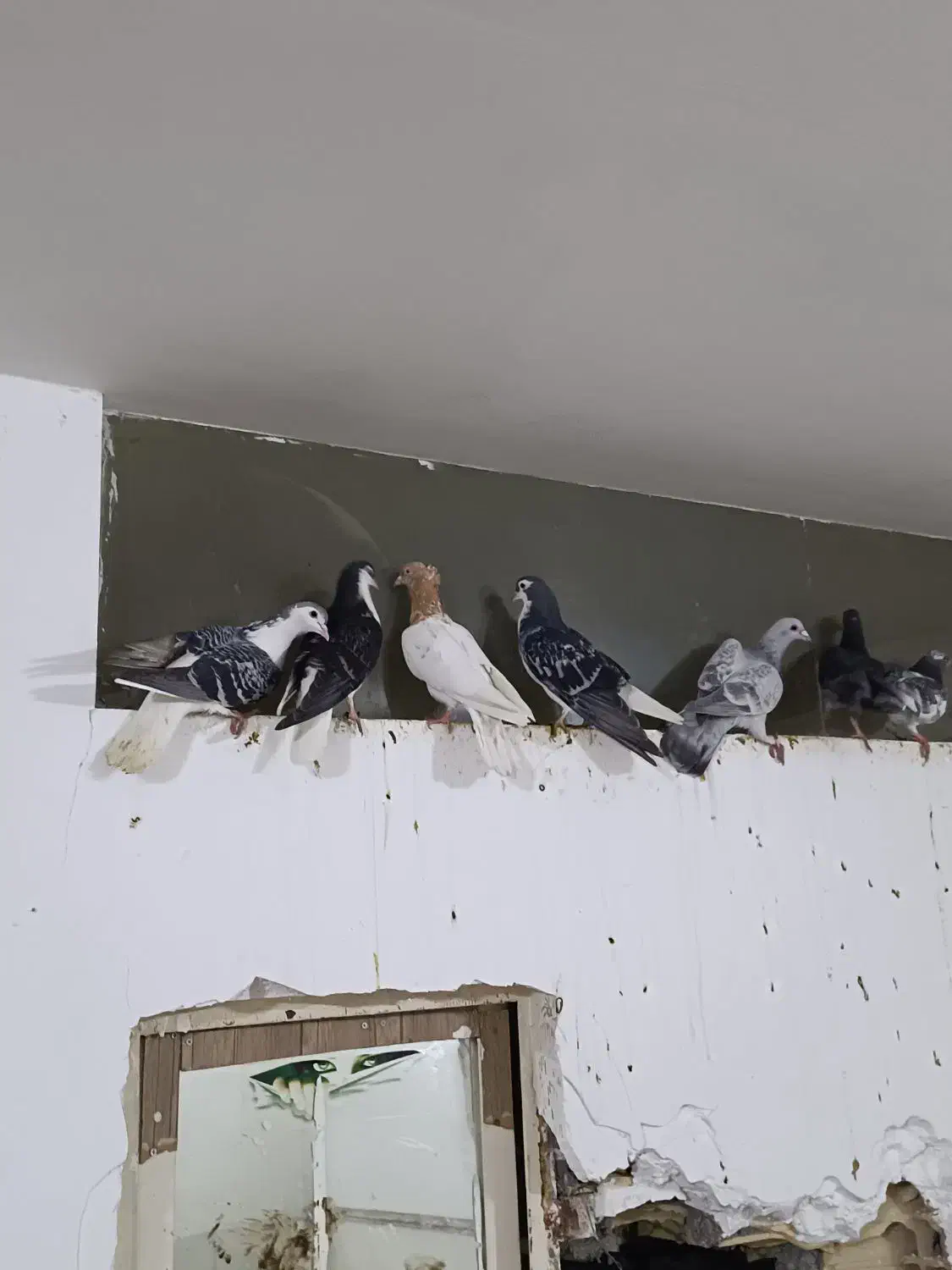 کفتر صید بوم بلند|پرنده|مشهد, ویلاشهر|دیوار