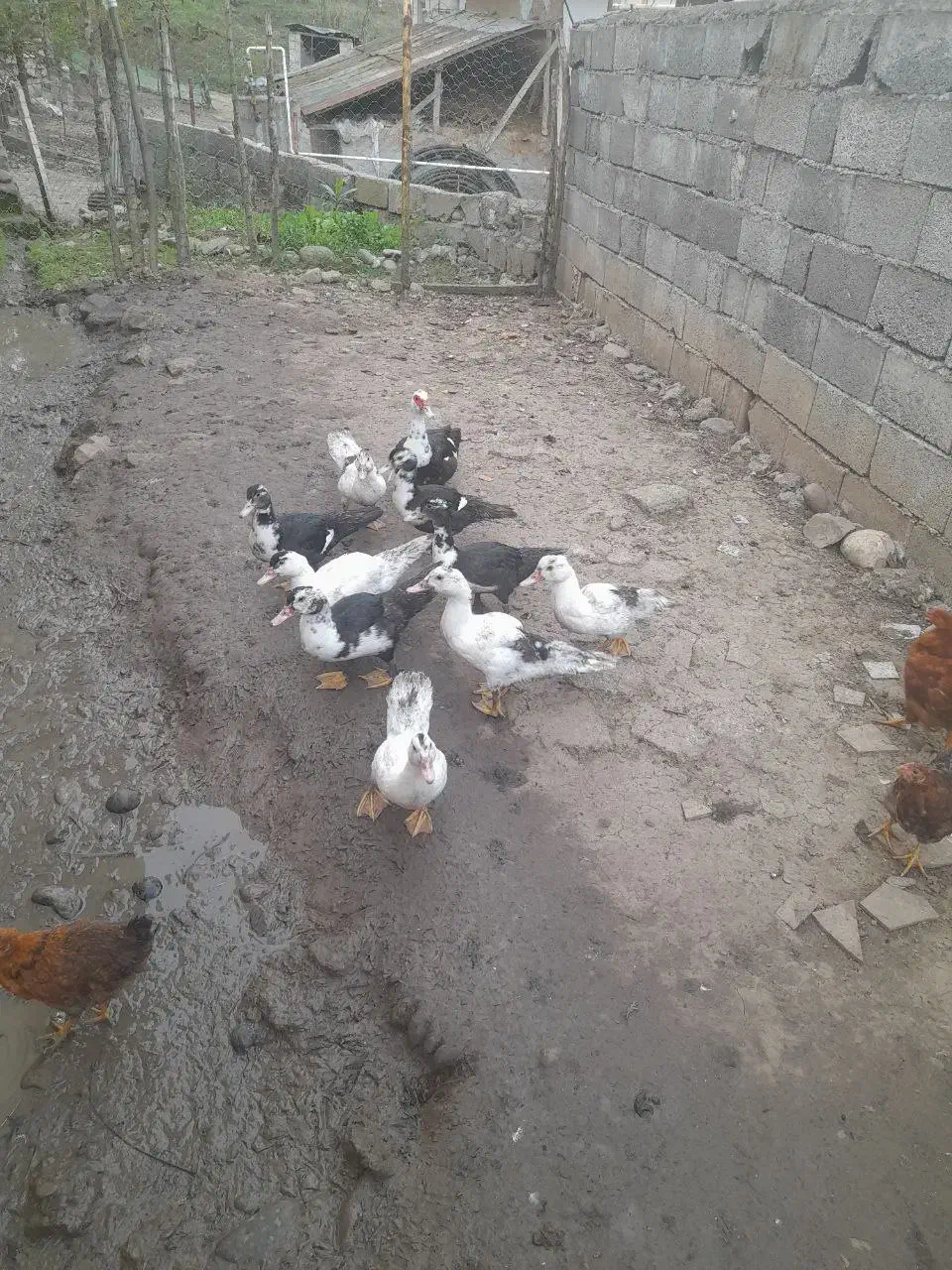 فروش اردک اسرائیلی|حیوانات مزرعه|توتکابن, |دیوار