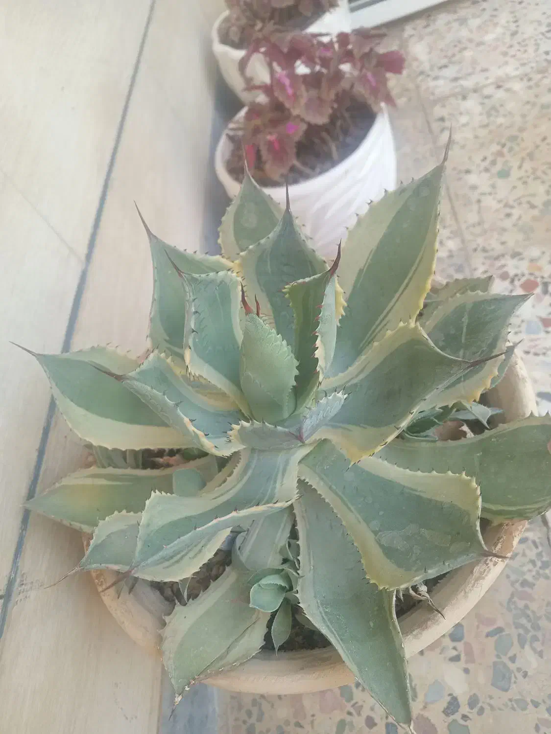 گل آگاو|گل و گیاه طبیعی|شهرکرد, |دیوار