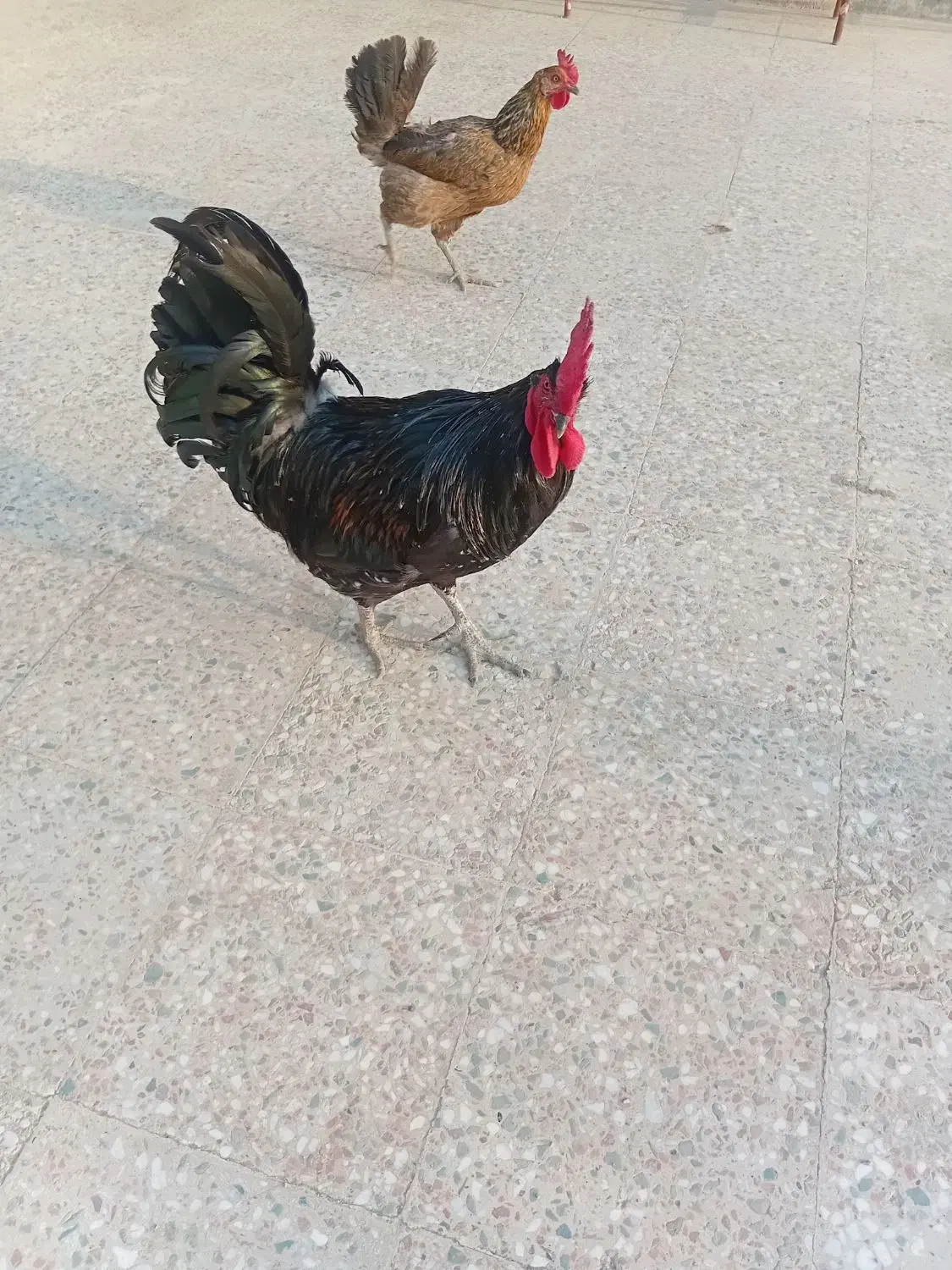 خروس سیاه جوان سرحال|حیوانات مزرعه|بندر گناوه, |دیوار