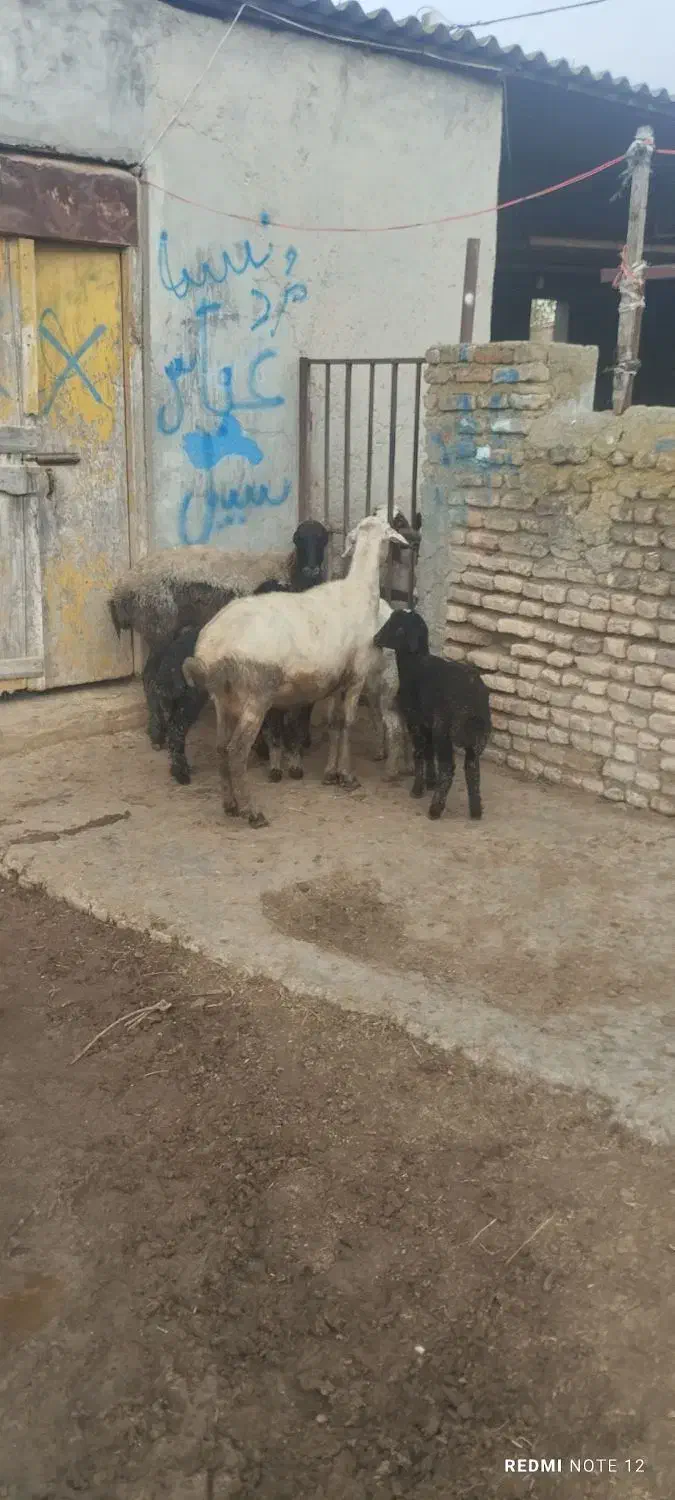 گوسفند|حیوانات مزرعه|سیمین شهر, |دیوار