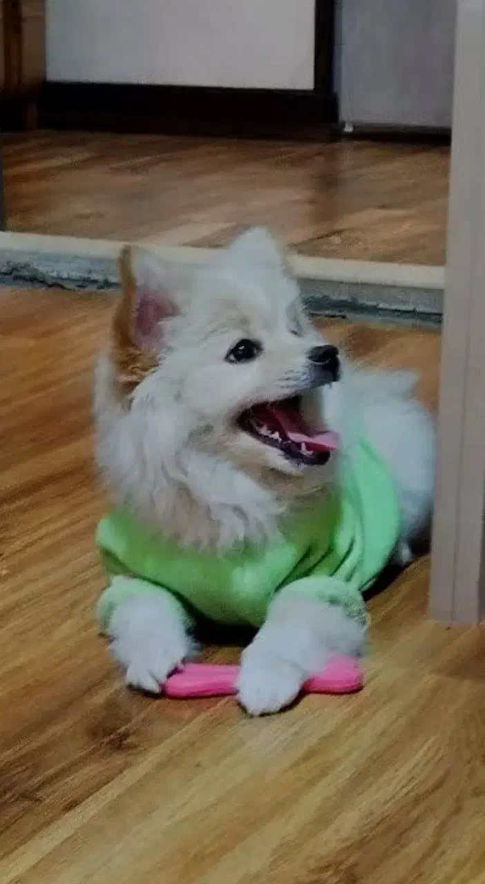 سگ پامرین|سگ|فولادشهر, A4|دیوار