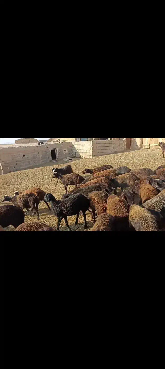 بره افشار نروماده|حیوانات مزرعه|بجنورد, |دیوار