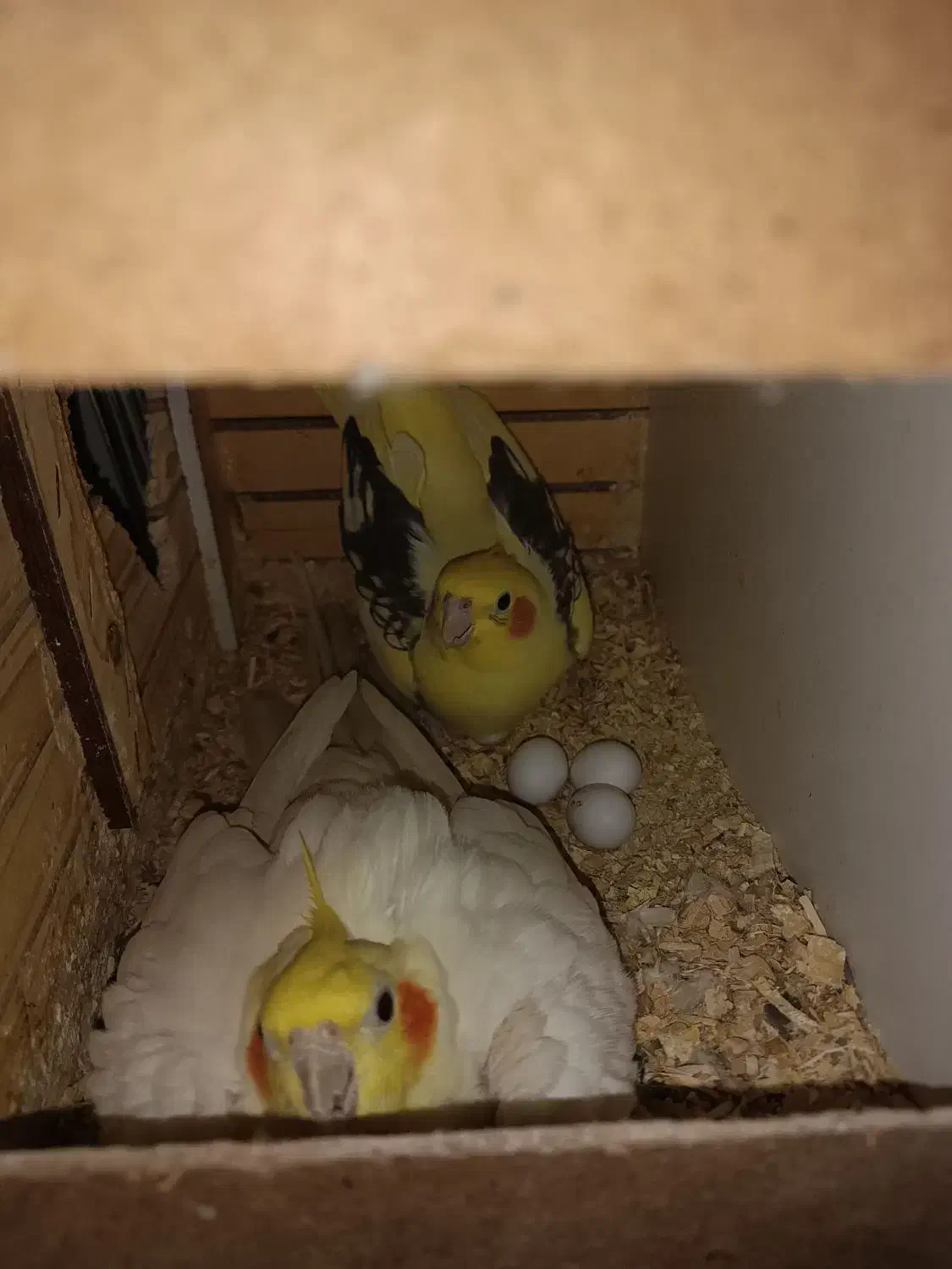 یه جفت عروس هلندی مولد فوق العاده زیبا|پرنده|تهران, اکباتان|دیوار