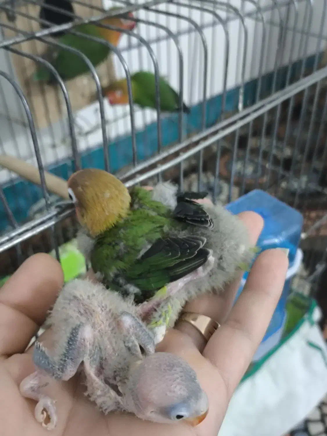 طوطی برزیلی|پرنده|شوشتر, |دیوار