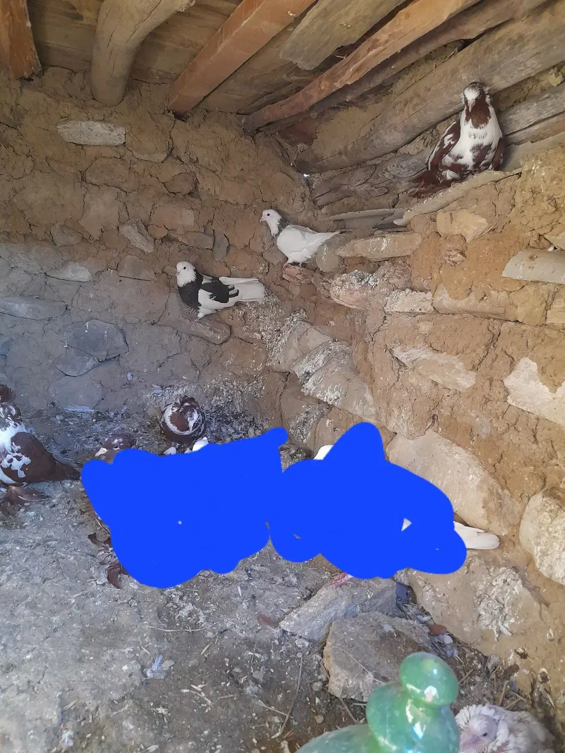 ۶ عدد کبوتر ککیلی کلفه.فیلی|پرنده|اردبیل, |دیوار