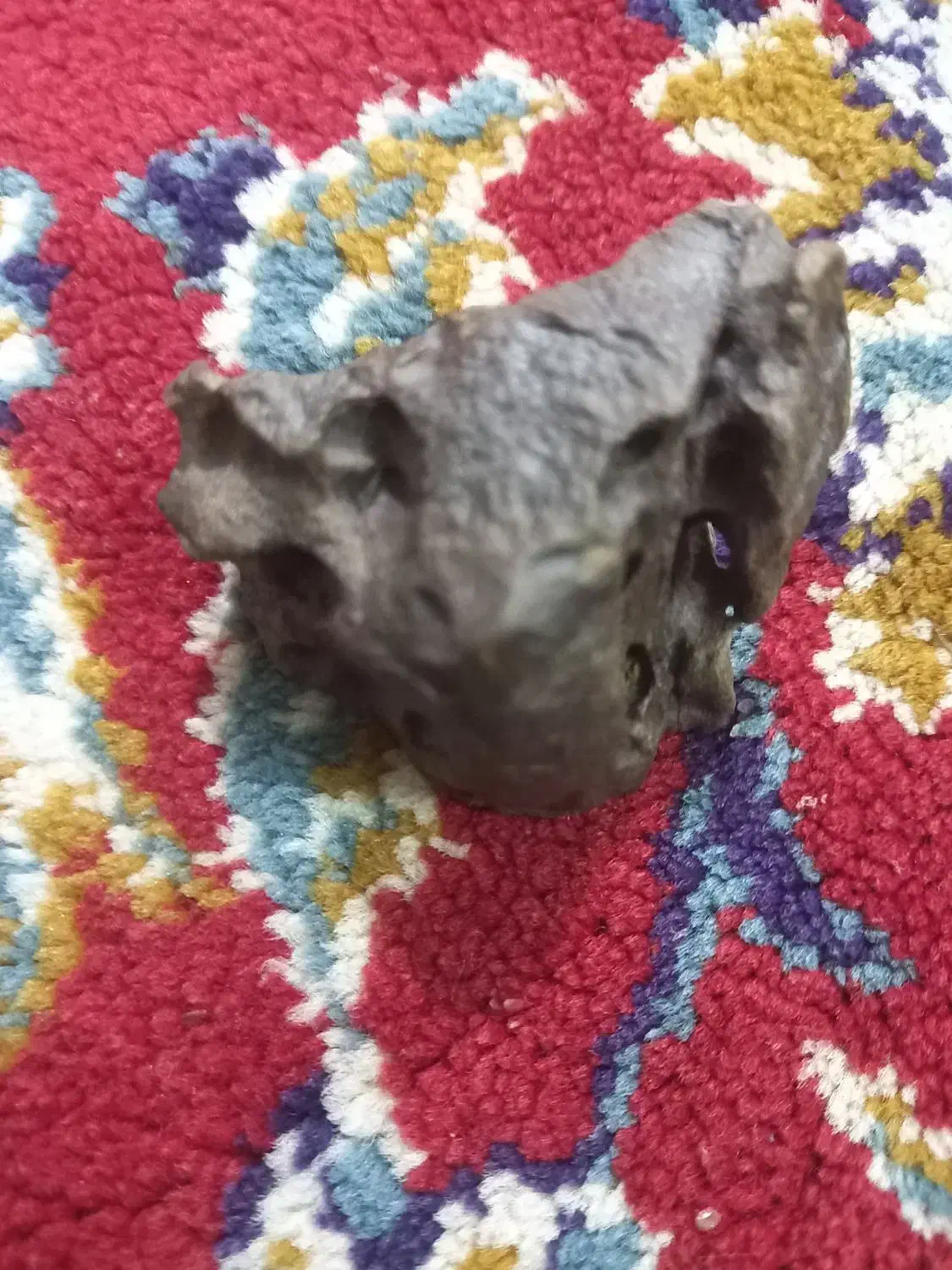 شهاب سنگ|کلکسیون و سرگرمی|اصفهان, کوی گلزار|دیوار