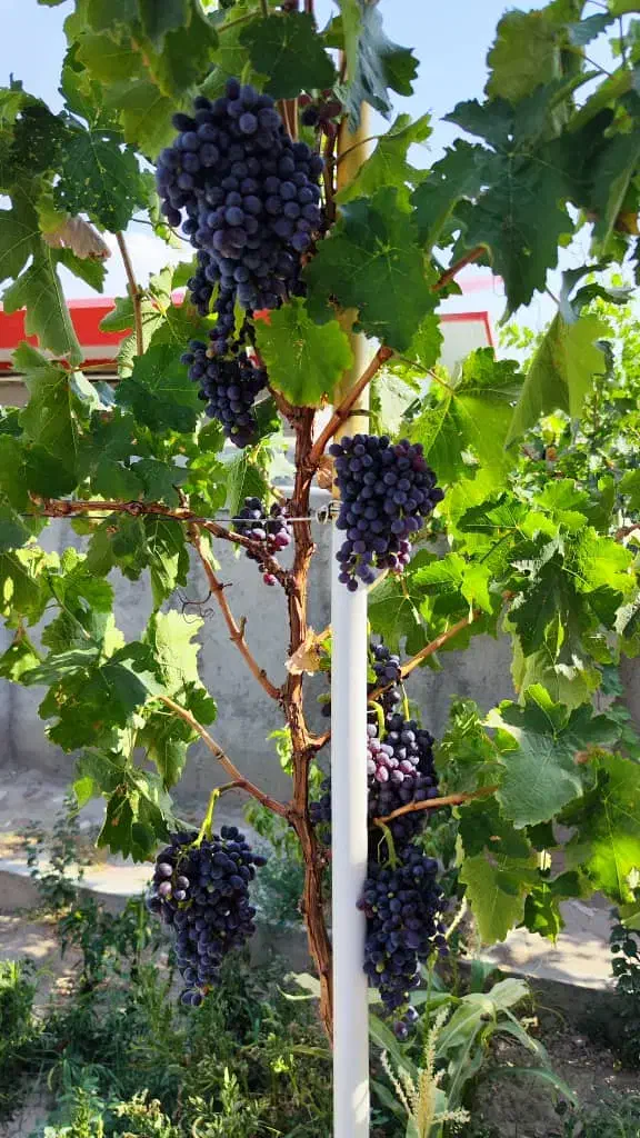 ویلا اماده و تکمیل نزدیکی تبریز|فروش خانه و ویلا|تبریز, |دیوار