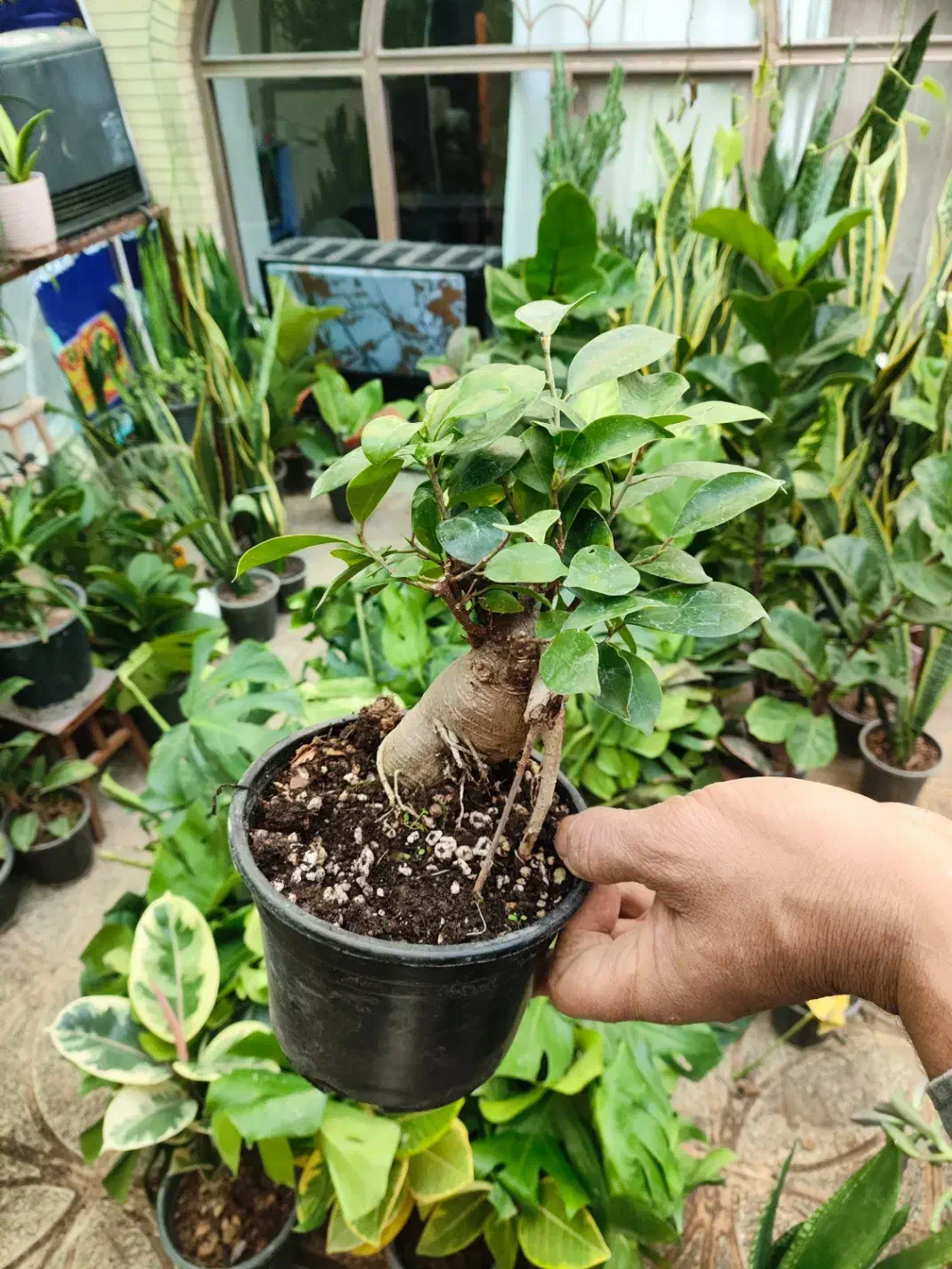 هدیه روز مادر|گل و گیاه طبیعی|اصفهان, شاه پسند|دیوار