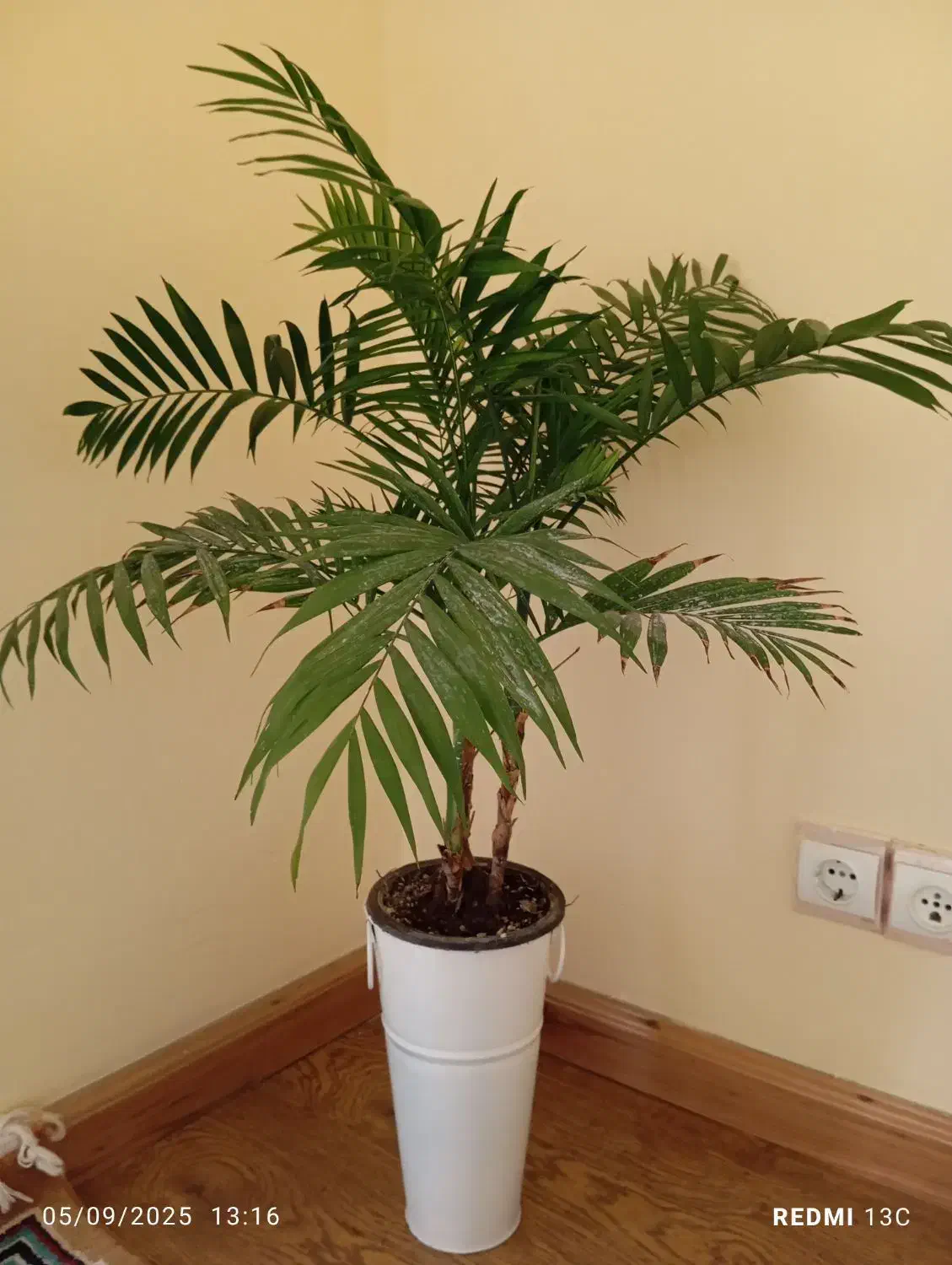 دوعدد گل سالم همراه باگلدان فلزی|گل و گیاه طبیعی|رامسر, |دیوار