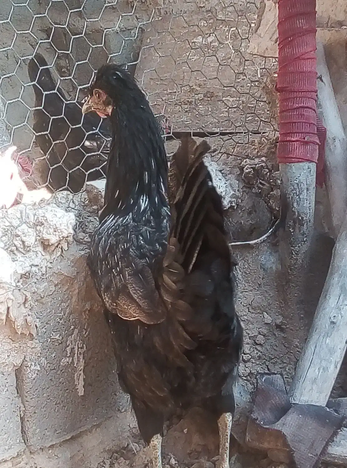 مرغ وخروس به فروش میرسد|حیوانات مزرعه|جهرم, |دیوار
