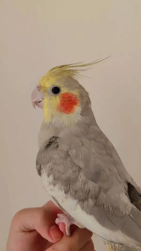 عروس هلندی|پرنده|مشهد, شهید علی محمدی|دیوار