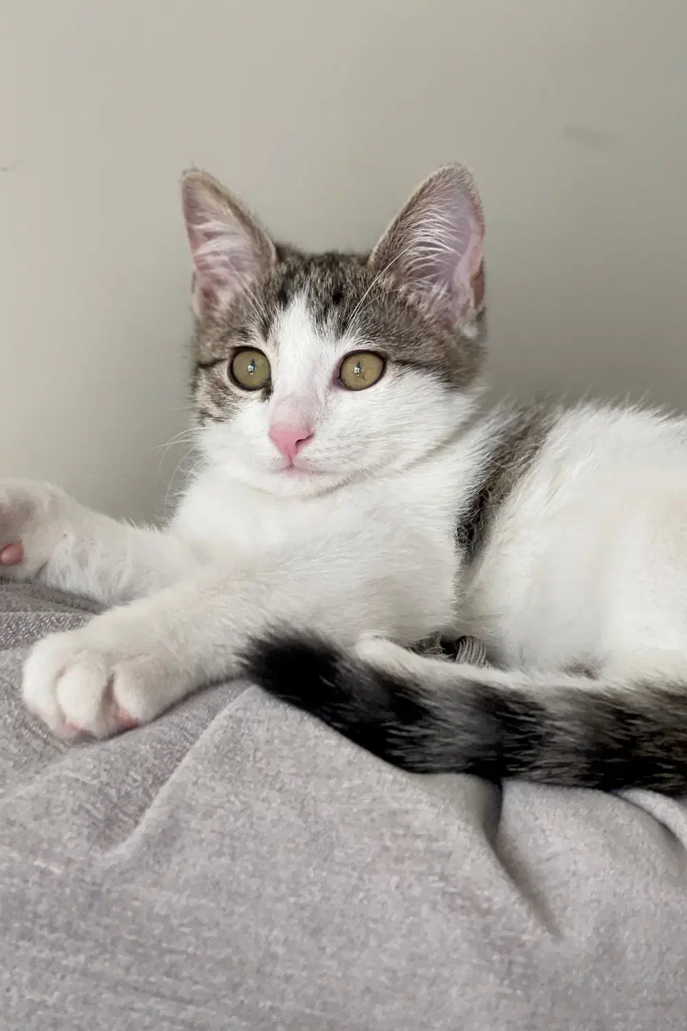 واگذاری گربه نر مهربان و اهلی|گربه|تهران, دانشگاه شریف|دیوار