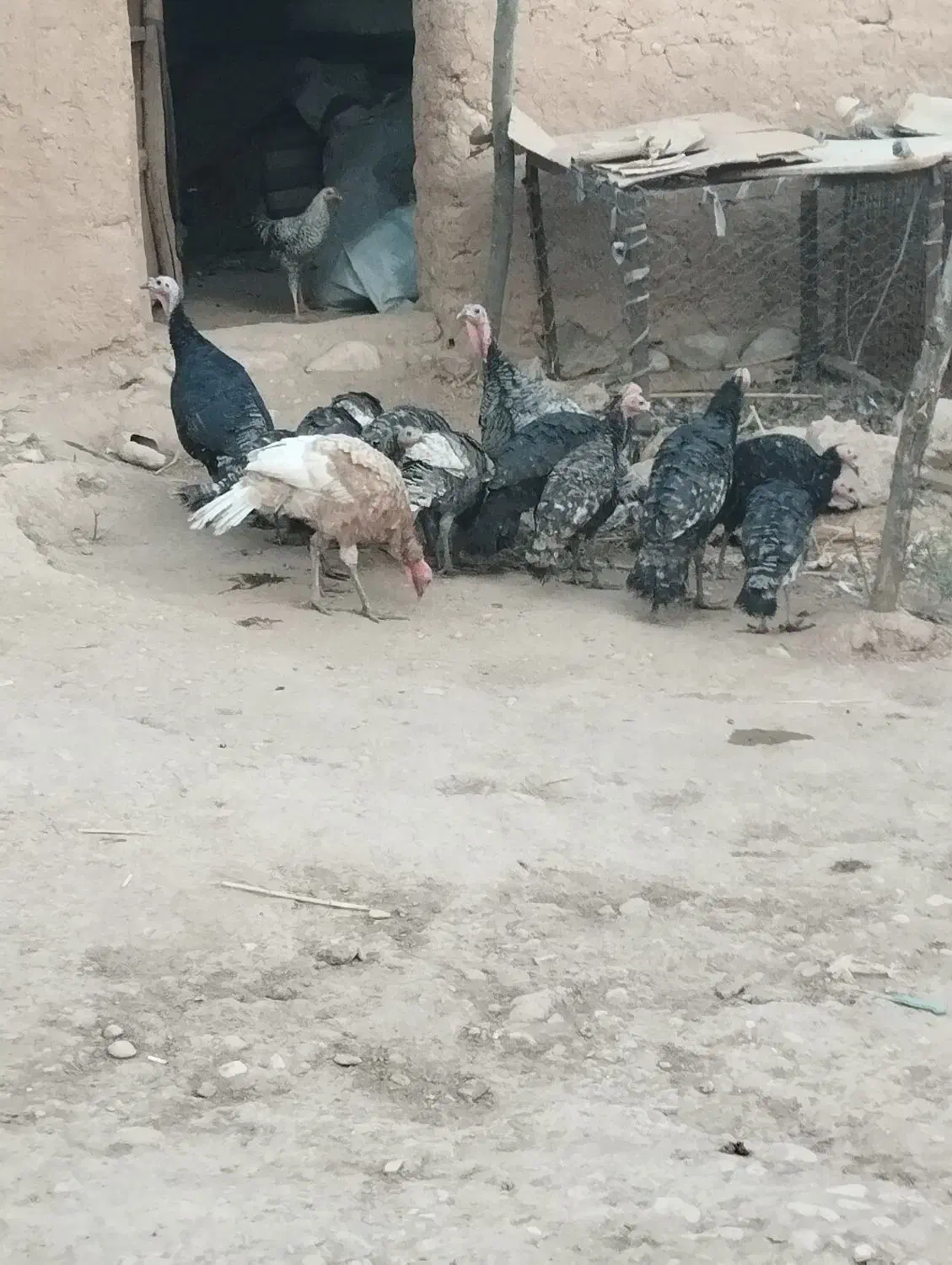 بوقلمون|حیوانات مزرعه|زاگرس, |دیوار