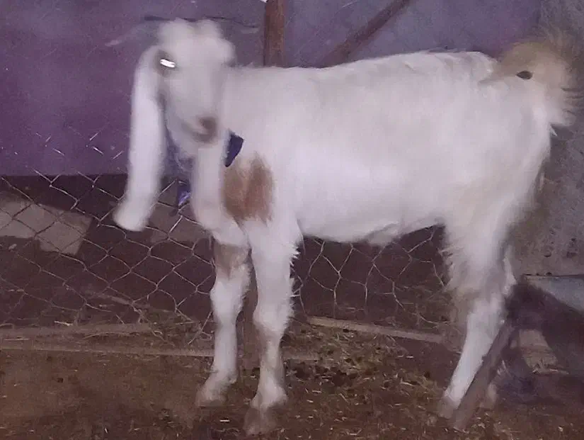 فروشی|حیوانات مزرعه|مسجد سلیمان, |دیوار