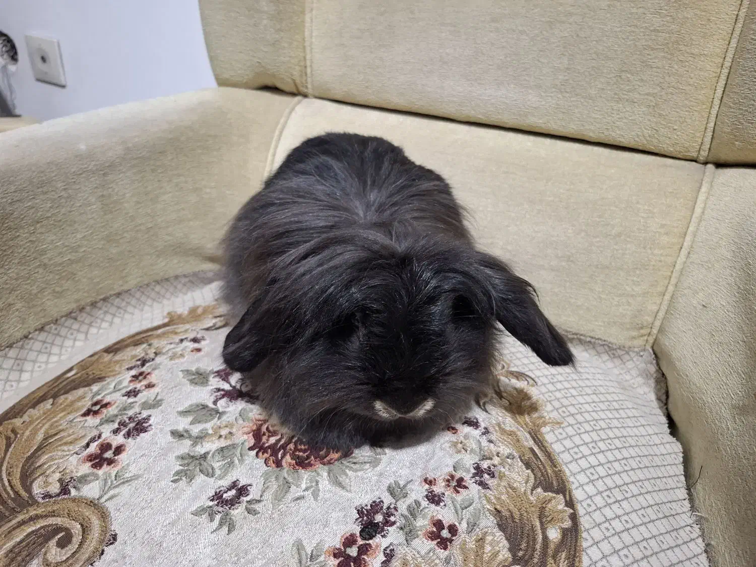 خرگوش های لوپ جرسی و لوپ آنگورا|موش و خرگوش|قم, جهان بینی|دیوار