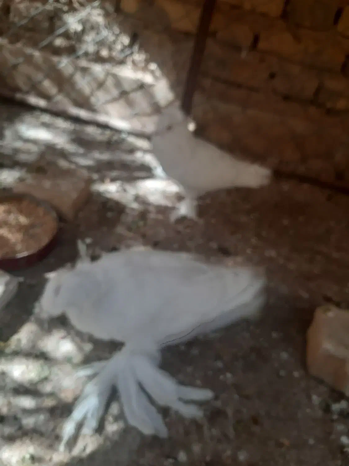 فروش کبوتر بخارایی سفید|پرنده|اردکان, |دیوار