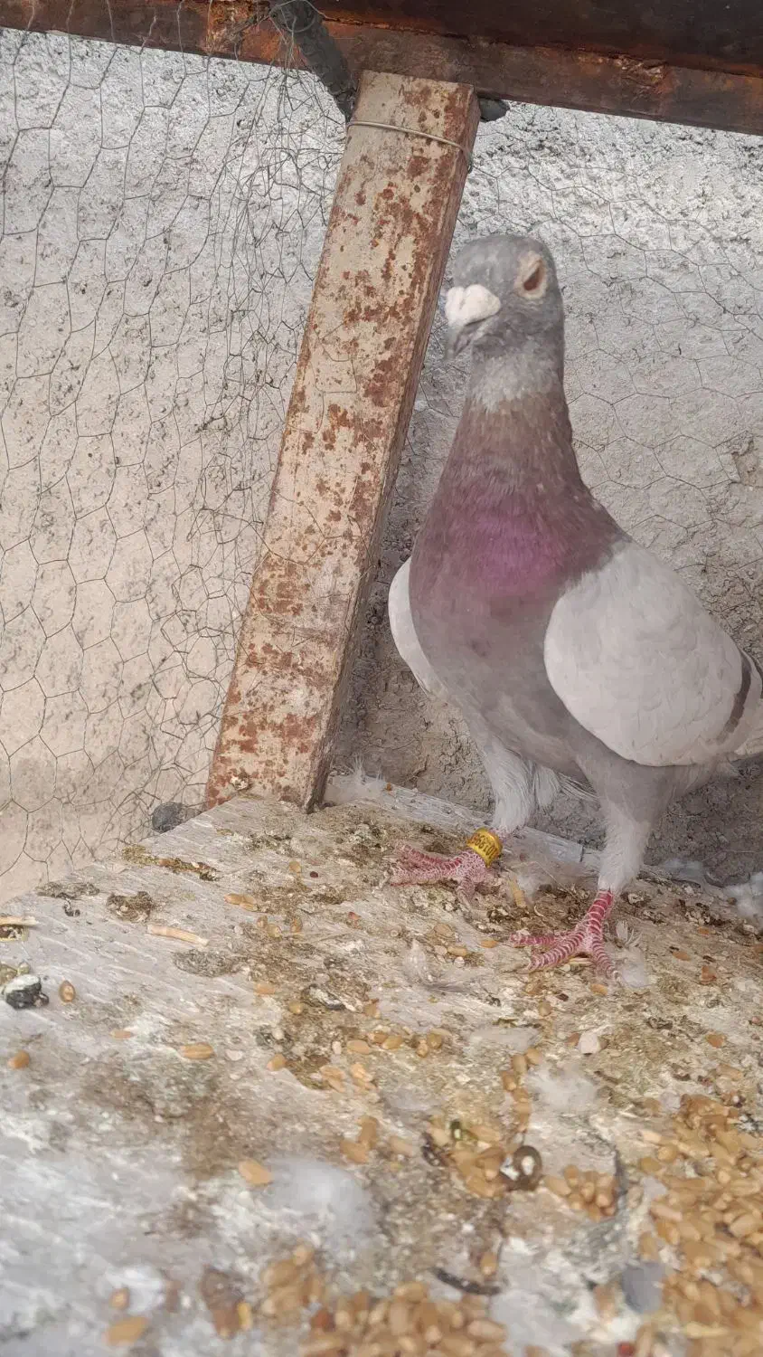 مسجدی نر|پرنده|قیروکارزین, |دیوار