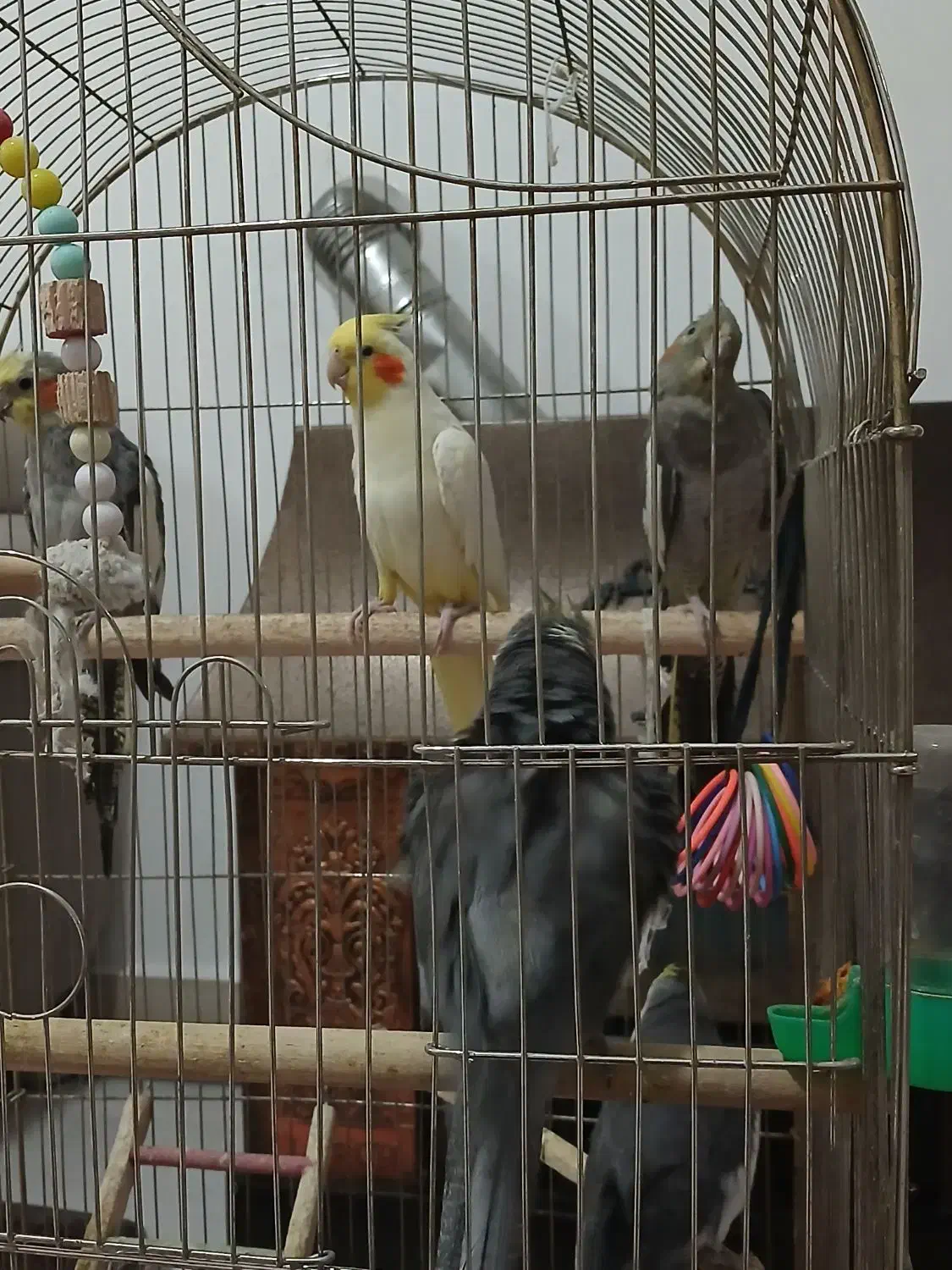 عروس هلندی|پرنده|سلماس, |دیوار