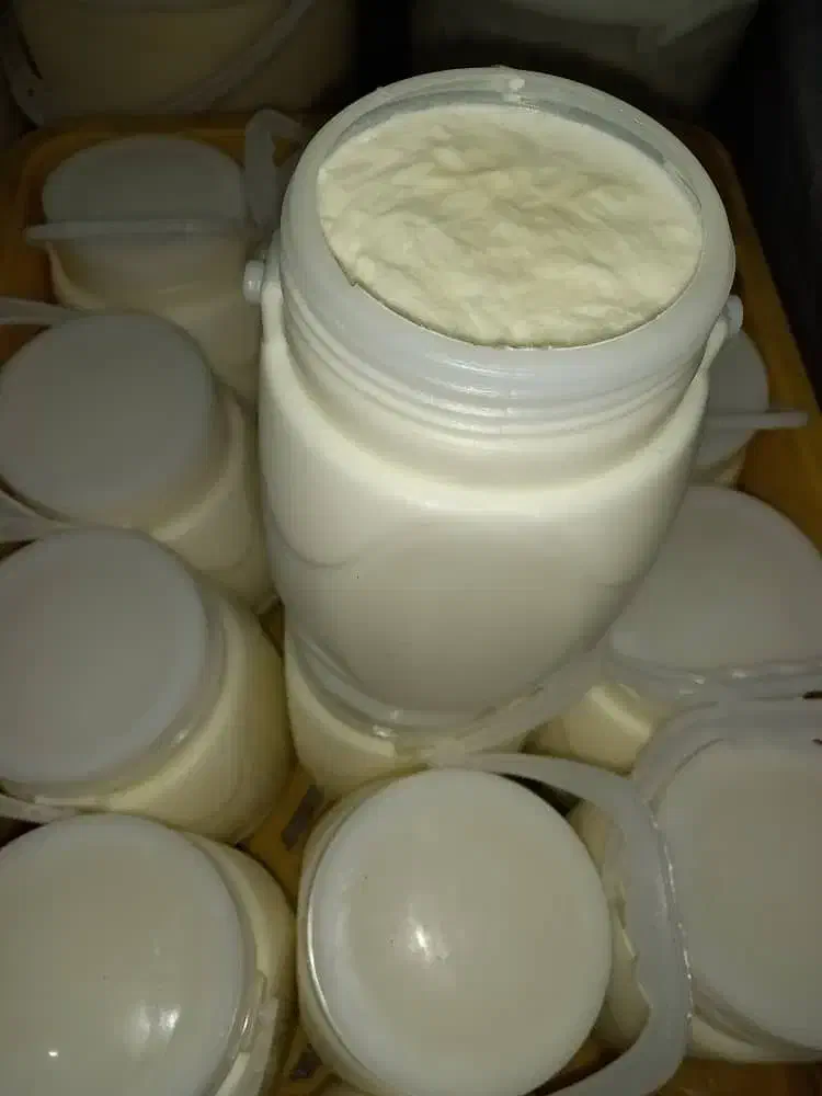 ماست گوسفندی شیر برنج سرشیر|خوردنی و آشامیدنی|بندر ماهشهر, |دیوار