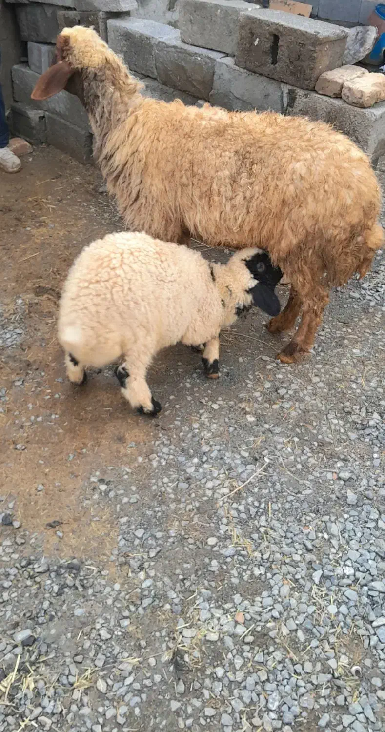 میش وبره|حیوانات مزرعه|کرمانشاه, |دیوار