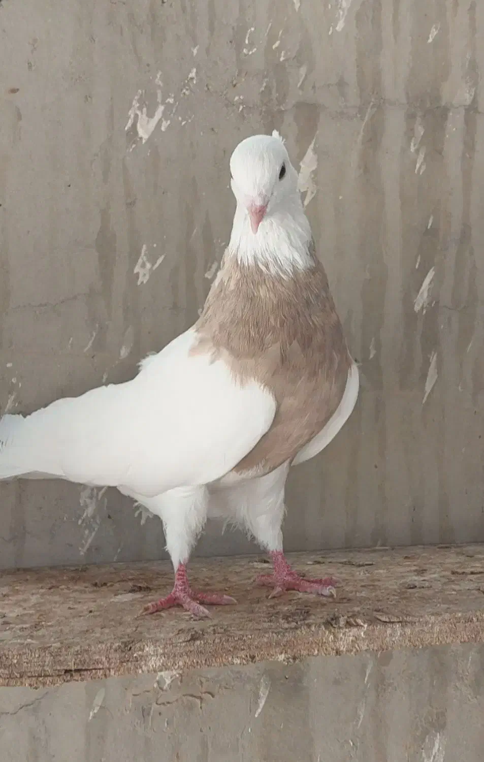 طوقی|پرنده|امیدیه, |دیوار