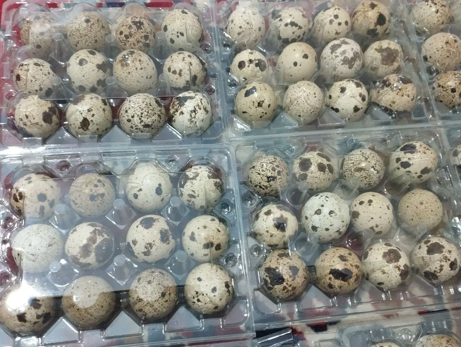 جوجه بلدرچین و بالغ و تخم|حیوانات مزرعه|بردسکن, |دیوار