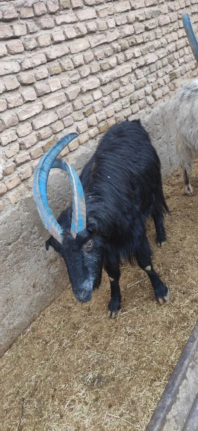 بز. گوسفند|حیوانات مزرعه|پاکدشت, پارچین|دیوار