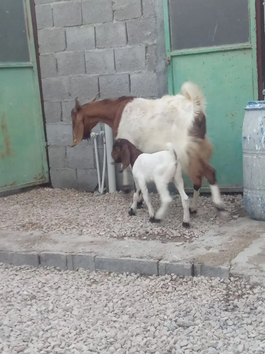 ۳ عدد بز درجه یک خوب|حیوانات مزرعه|خورموج, |دیوار