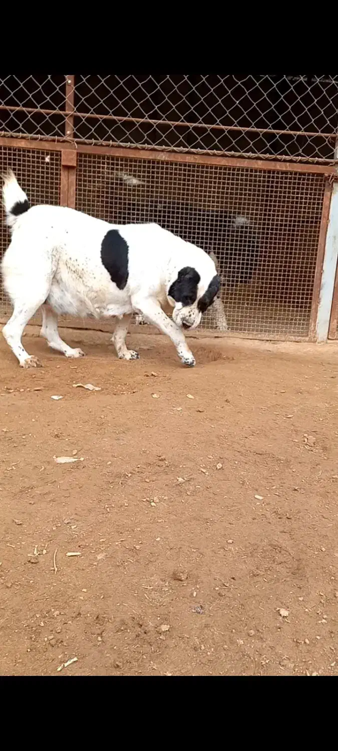 واگزای سگ لاس|سگ|برخوار, |دیوار