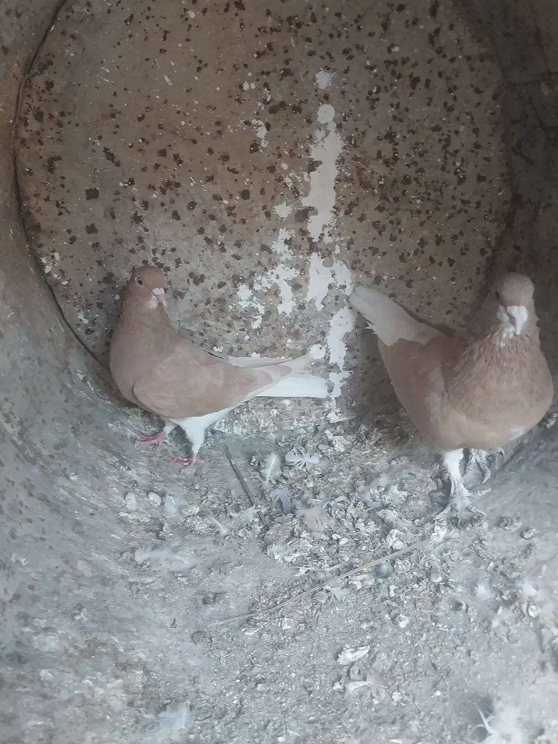 خوشرنگ زرد یال چپ|پرنده|کوه چنار, |دیوار